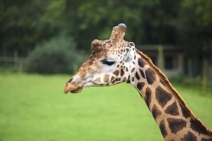 Zoo à côté de la Résidence La Hoguette